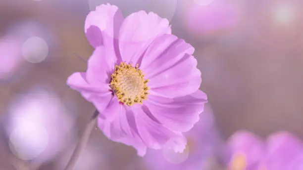 Delicate pink cosme daisy flower on a beautiful background. Copy space.