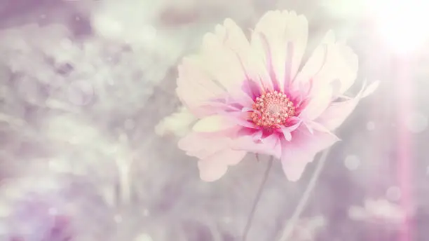 Delicate pink cosme daisy flower on a beautiful background. Copy space.