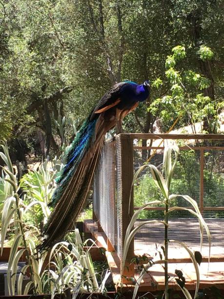 istock Peacock Perches on the porch rail 1156023117