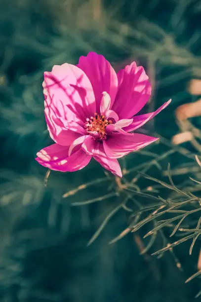 Delicate pink cosme daisy flower on a beautiful background. Copy space.