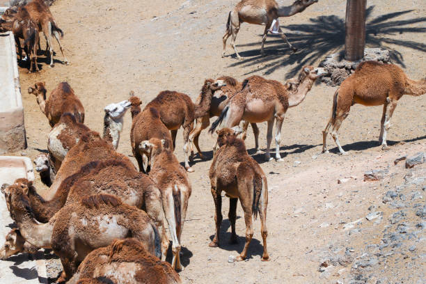istock Herd of camels in the desert. 1156023422