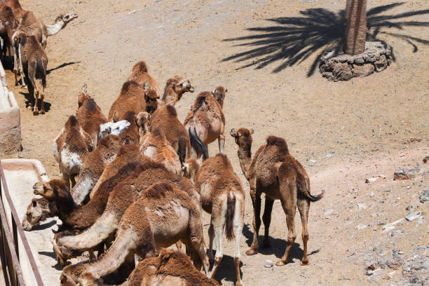 istock Herd of camels in the desert. 1156023427
