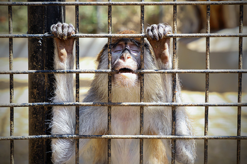 Unhappy sad monkey in a cage at the zoo.