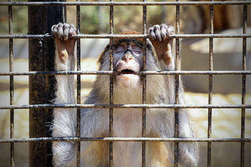 Unhappy Sad Monkey In A Cage At The Zoo Stock Photo - Download Image Now -  Animal, Torture, Illness - iStock