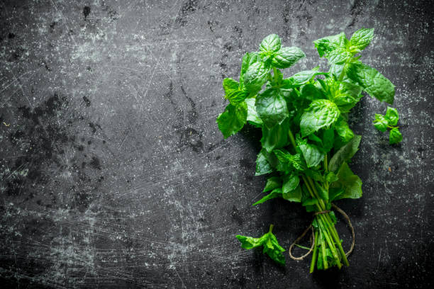 istock Bunch of fresh fragrant mint. 1156026559