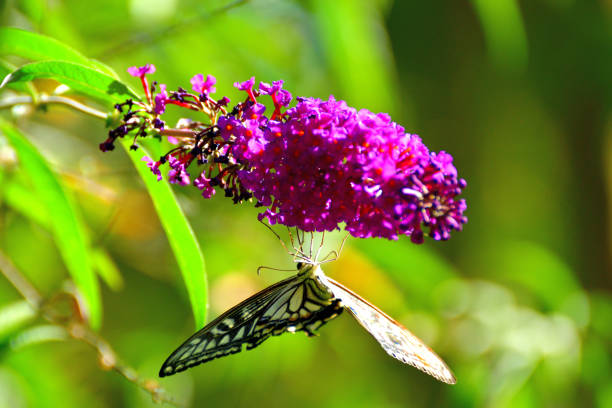 A closeup shot of a butterfly collecting nectar from a purple butterfly bush