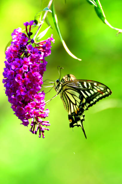 Buddleja/Butterfly Bush Flower and Swallowtail Butterfly Buddleja, commonly known as butterfly bush or summer lilac, is a deciduous shrub, which is noted for its bushy habit, arching-stems, fragrant flowers and vigorous growth. Spike-like terminal flower clusters bloom from early to late summer. Flowers are densely clustered in cone-shaped panicles, with the colors of flowers ranging from purple, white, orange, red and yellow.
The photos were taken in mid-June, when only a few trees were in bloom and not many butterflies were around yet. asian swallowtail butterfly photos stock pictures, royalty-free photos & images