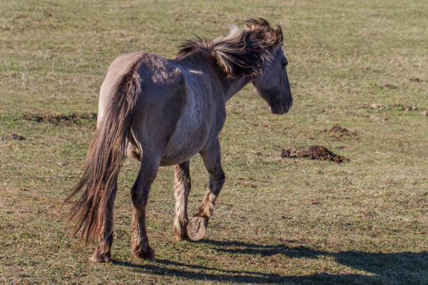 istock Running pregnant wild horse on a field. 1156028752