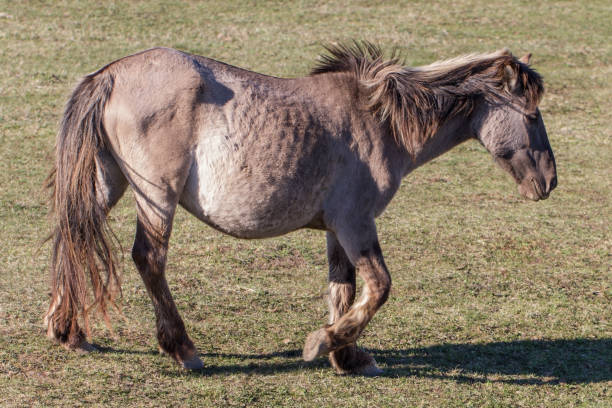 istock Running pregnant wild horse. 1156028759