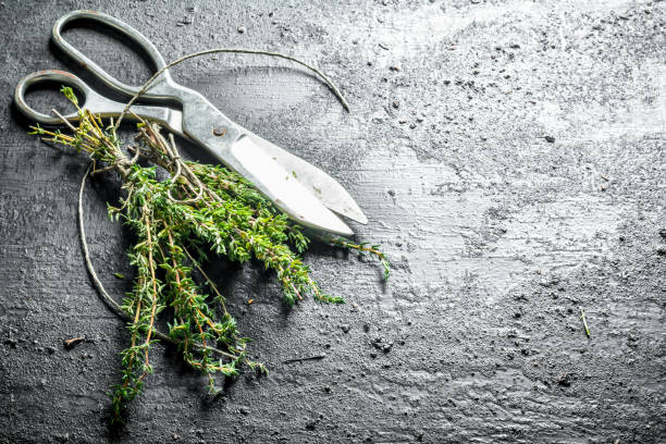istock Freshly cut thyme in the home garden. 1156029065