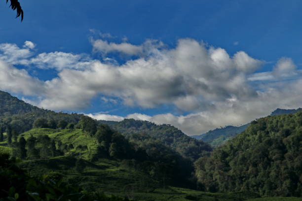 istock tea plantation with blue sky in the morning 1156029240