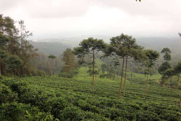 istock tea plantation with blue sky in the morning 1156029305