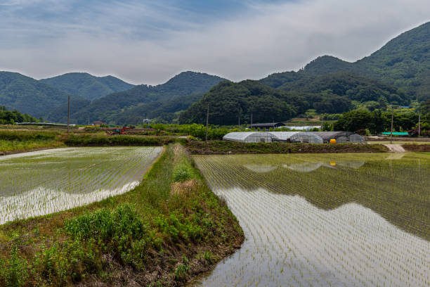 istock a panoramic view of the rice planting fields. 1156029379