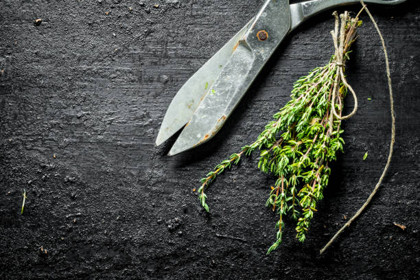 istock Freshly cut thyme in the home garden. 1156029383