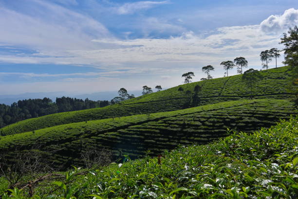 istock tea plantation with blue sky in the morning 1156030454
