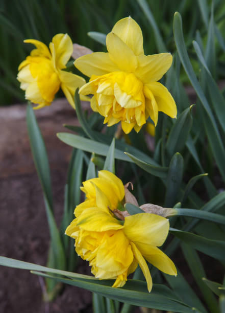 istock Yellow spring narcissus flowers. 1156033168