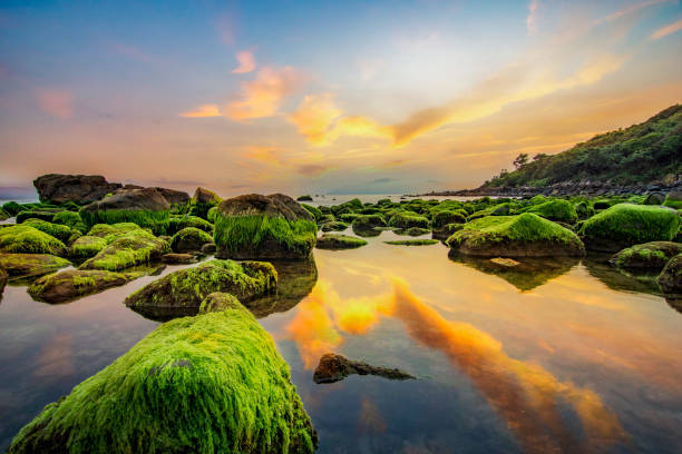 istock Da Nang, Vietnam: The Nam O beach with moss rock at sunrise. 1156033232