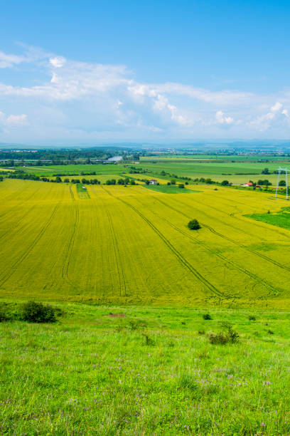 Wheat field and truck traces