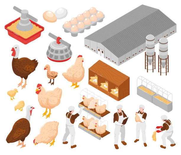 ilustrações, clipart, desenhos animados e ícones de jogo isométrico da exploração agrícola das aves domésticas - 5891