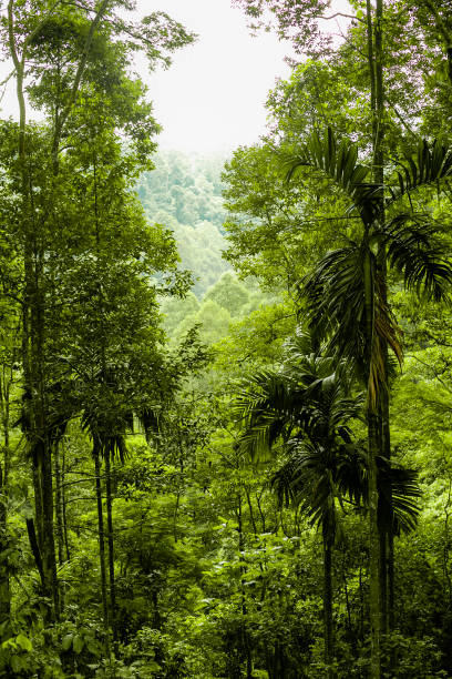 istock rainforest in sumatra Island, Indonesia 1156034353