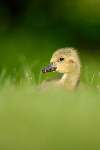 Canada Goose gosling 3 stock photo