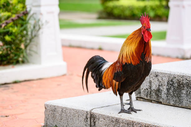 istock Beautiful Chicken in the garden. 1156035713