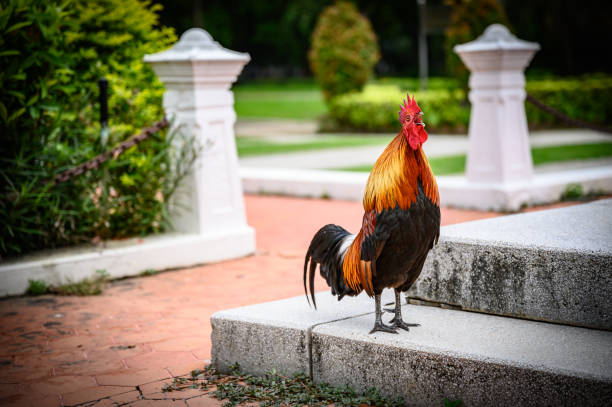 istock Beautiful Chicken in the garden. 1156035727