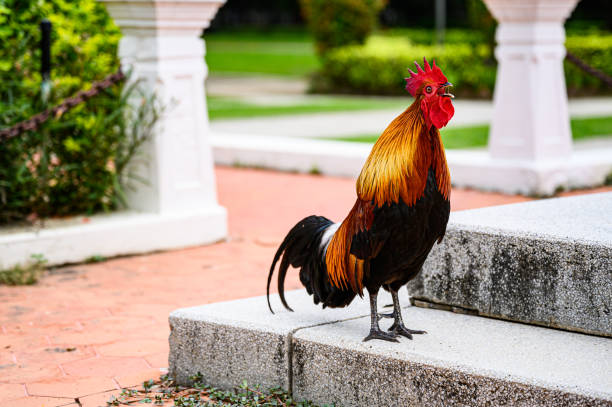 istock Beautiful Chicken in the garden. 1156035728