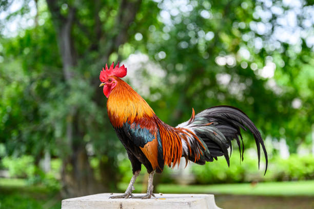 istock Beautiful Chicken in the garden. 1156035748