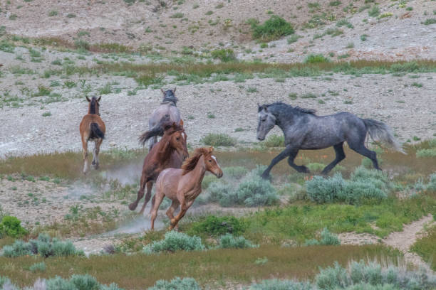 istock Wild horses of Sand Wash Basin up close in Colorado 1156036607