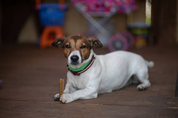 the dog was given a bone and it chews it.