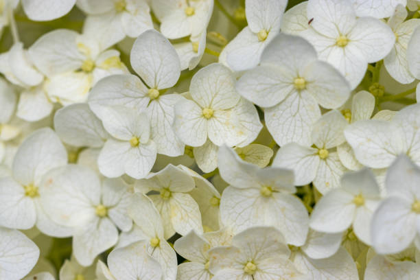 istock Hydrangea flowers in Park, Satte city, Saitama Prefecture, Japan 1156036865