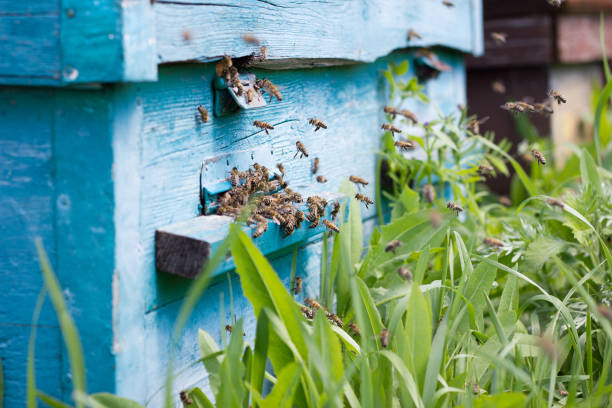 istock bees carry nectar to the hive. Flying bees in the spring. 1156036870