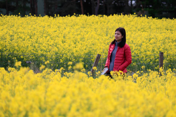istock A woman with canola field scenery 1156038152