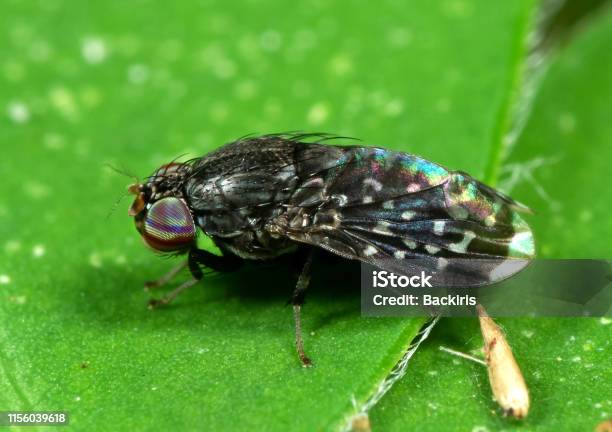 Macro Photo Of Little Black Fly On Green Leaf Stock Photo - Download Image Now - Black Fly, Animal, Animal Body Part