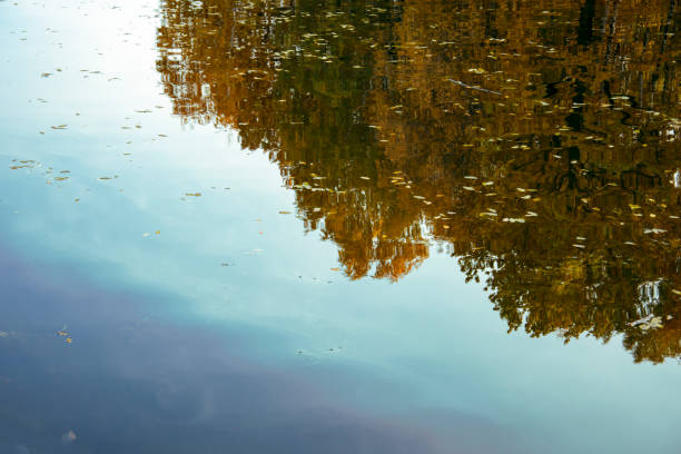 istock Autumn Park, trees reflected in the pond,  withered leaves 1156041898