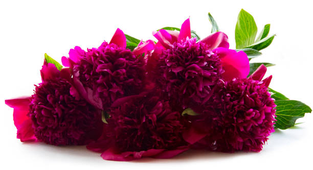 istock terry red flower peony isolated 1156041927