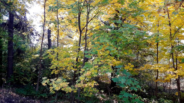 istock trees in the fall with yellow , red, and green leaves 1156042559