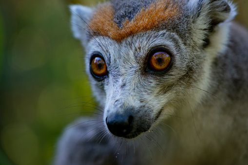 A female Crowned Lemur (Eulemur coronatus), close-up shot in wildlife. The crowned lemur is endemic to the dry deciduous forests of North-Eastern Madagascar, Africa. Crowned Lemurs have a distinctive brown-orange crown on the top of the head. Females have a gray body with an orange crown, and males are a darker reddish brown, crowned with black and orange.
