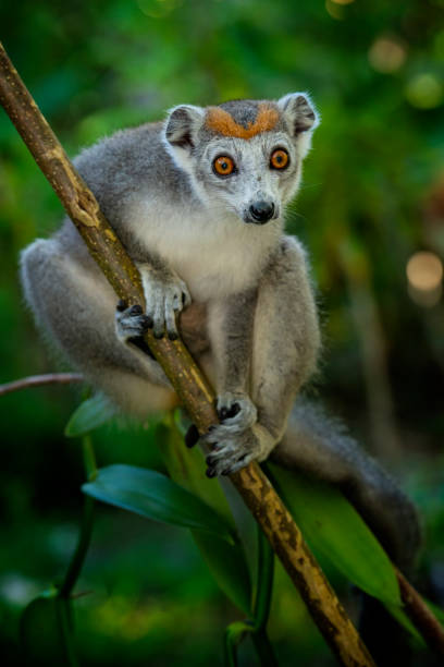 A female Crowned Lemur (Eulemur coronatus), close-up shot in wildlife. The crowned lemur is endemic to the dry deciduous forests of North-Eastern Madagascar, Africa. Crowned Lemurs have a distinctive brown-orange crown on the top of the head. Females have a gray body with an orange crown, and males are a darker reddish brown, crowned with black and orange.