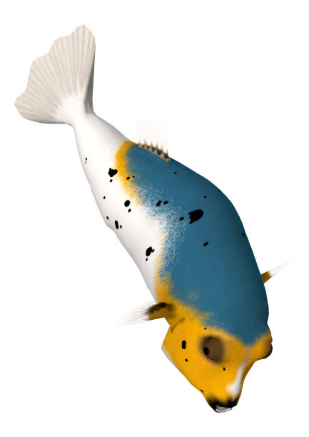 3D illustration puffer fish on white 3D rendering of a blackspotted puffer fish or dog-faced puffer isolated on white background arothron nigropunctatus stock pictures, royalty-free photos & images
