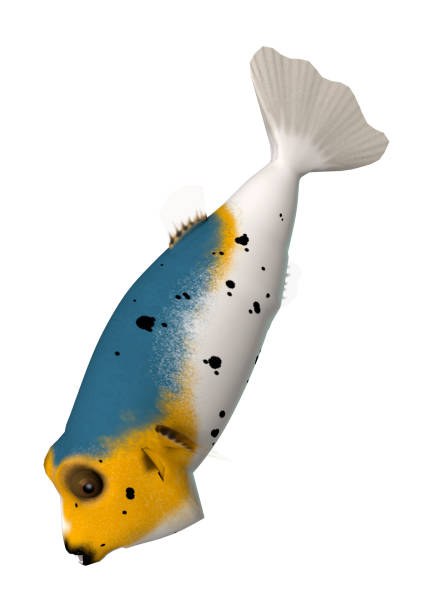 3D illustration puffer fish on white 3D rendering of a blackspotted puffer fish or dog-faced puffer isolated on white background arothron nigropunctatus stock pictures, royalty-free photos & images