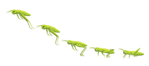 illustrazioni stock, clip art, cartoni animati e icone di tendenza di grasshopper jumping frame sequence animation cartoon vector illustration - grasshopper