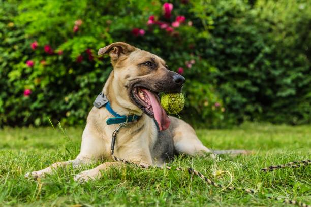 retrato de perro joven juguetón sobre hierba verde - dog smiling animal tongue pink fotografías e imágenes de stock