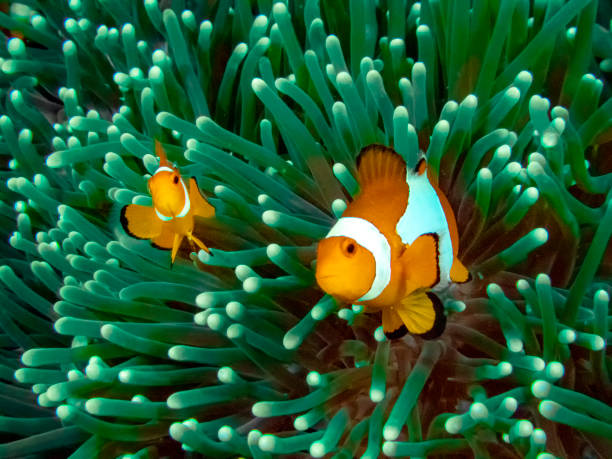istock The Common or False Clownfish (Amphiprion ocellaris) in an anemone in El Nido, Palawan 1156050674