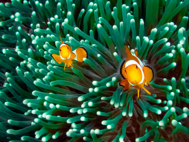 istock The Common or False Clownfish (Amphiprion ocellaris) in an anemone in El Nido, Palawan 1156050821