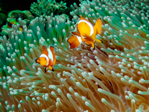 istock The Common or False Clownfish (Amphiprion ocellaris) in an anemone in El Nido, Palawan 1156050830