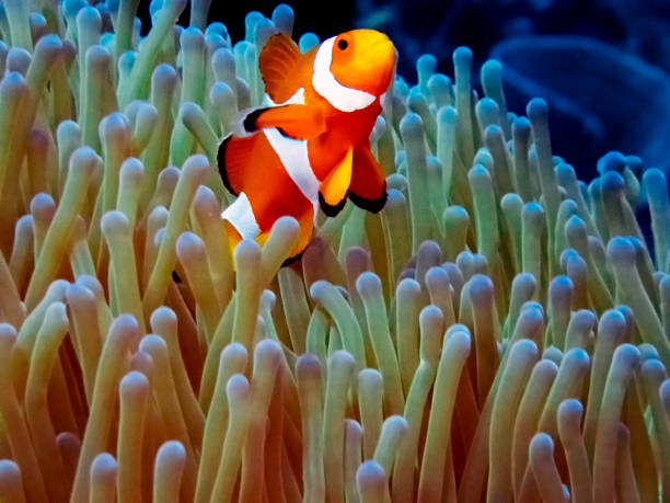 istock The Common or False Clownfish (Amphiprion ocellaris) in an anemone in El Nido, Palawan 1156051053