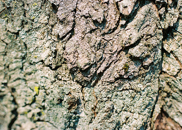 velho textura de casca de árvore. digitalizados fonte de filme - macro film material rough macro - fotografias e filmes do acervo