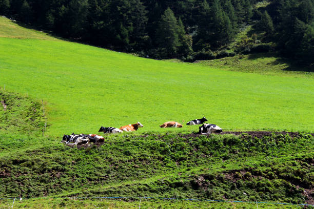 alpine landscape in summer
